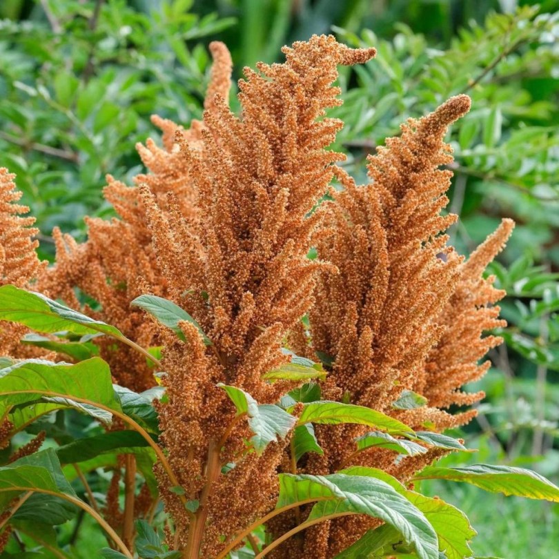 Hot Biscuit amaránt, Amaranthus cruentus, amaránt, gabona